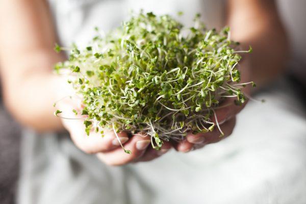 Hair Growth 101: Alfalfa Sprouts (Juicing Recipe)